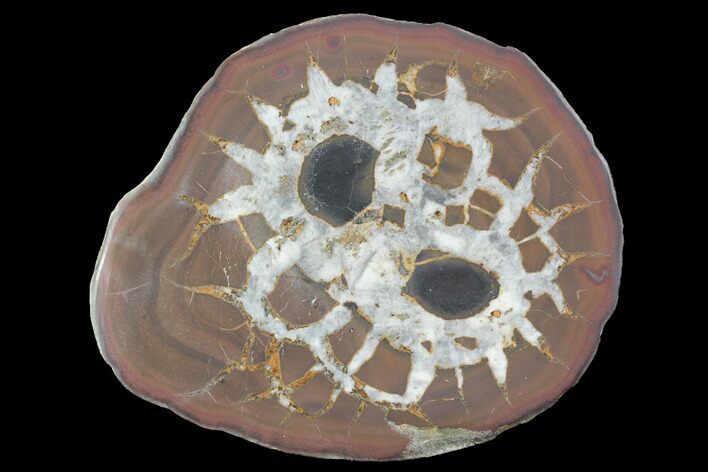 Cut/Polished Septarian Nodule Half - Morocco #101269